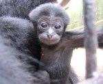 Siamang