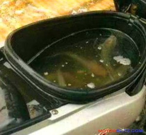 bagasi motor isi ikan