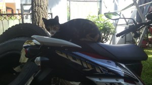 kucing naik motor (13)