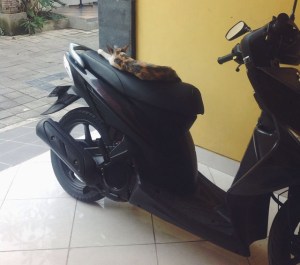 kucing naik motor (14)