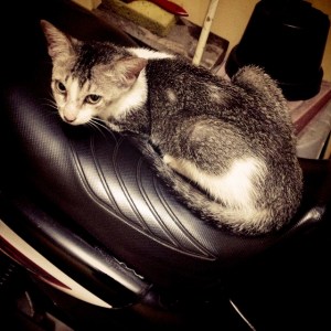 kucing naik motor (15)