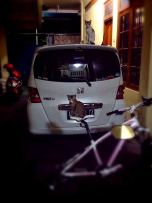 kucing naik motor (16)