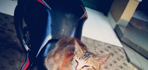 kucing naik motor (17)