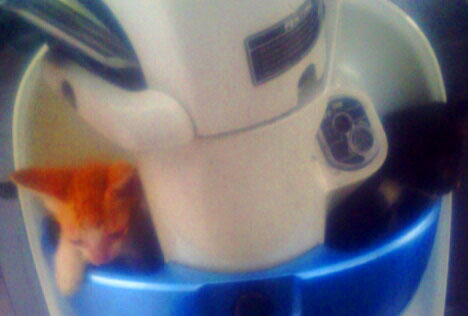 kucing naik motor (18)