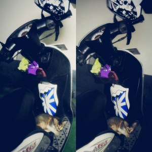 kucing naik motor (19)