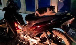kucing naik motor (2)