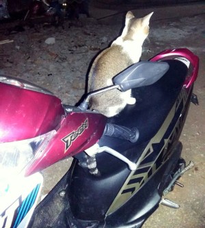 kucing naik motor (8)
