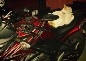 kucing naik motor (9)