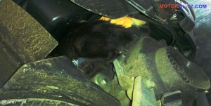 kucing numpang di motor (2b)