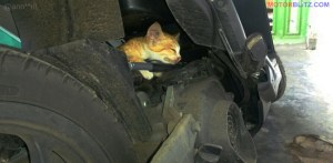 kucing numpang di motor (2c)