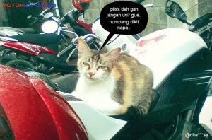 kucing numpang motor2