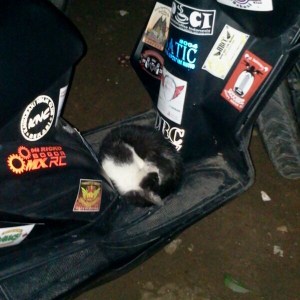 kucing numpang motor3