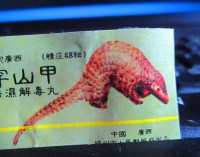 armadillo trenggiling